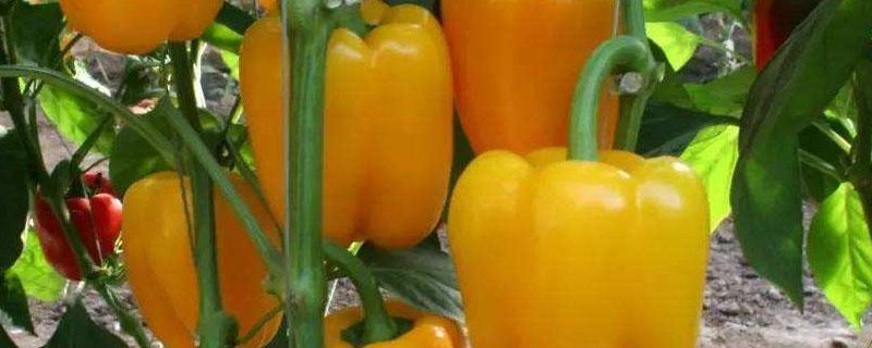 甜椒什么时候露天种植 甜椒冬天可以种吗