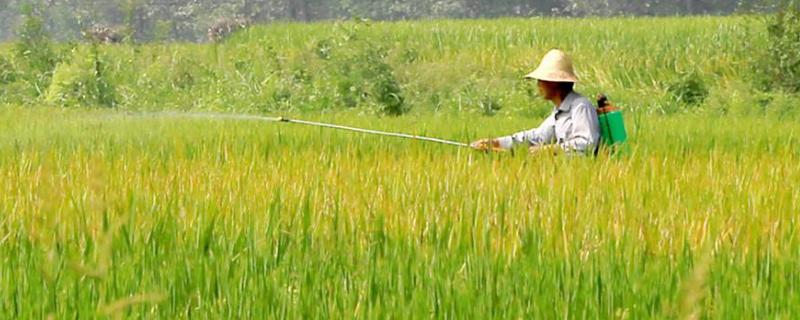 敌稗主要杀什么草,敌稗的药害有哪些(敌稗的效果)