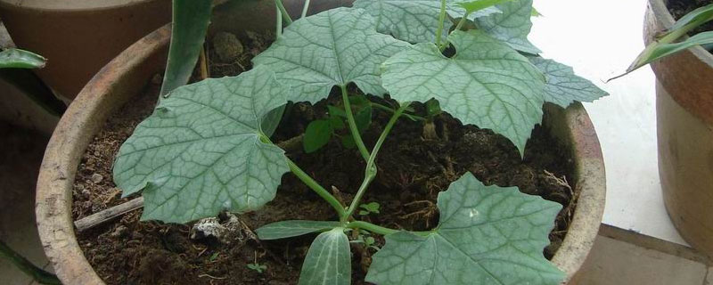 为什么丝瓜苗不长是什么原因 为什么丝瓜苗很小就开花了