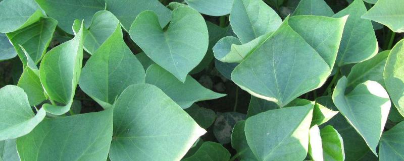 红薯苗是绿通吗 红薯苗是绿通产品吗