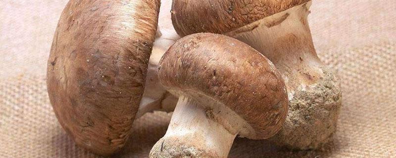 怎么判断草菇坏了 草菇怎么看好坏