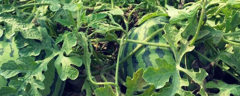 西瓜后期怎样施肥怎样管理（西瓜后期怎么施肥）