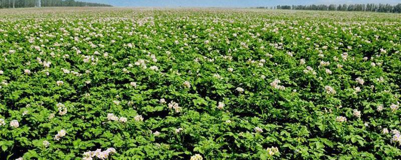 春土豆的地膜什么时候去掉（土豆地膜是留着好还是去掉好）