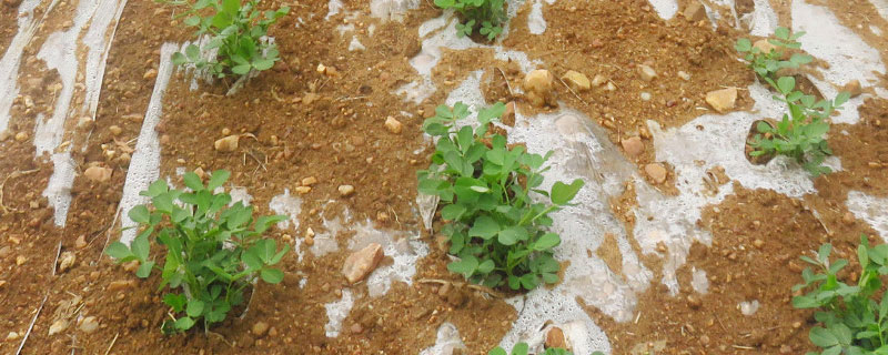 花生打药的最佳时间 花生营养药什么时候打合适
