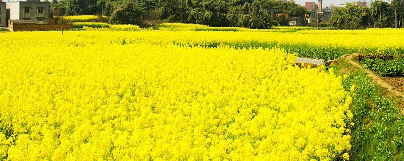 油菜怎样收割方便 怎样收割油菜籽方便