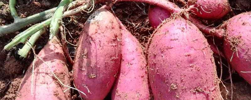 苏薯8号品种介绍（苏薯16号品种）