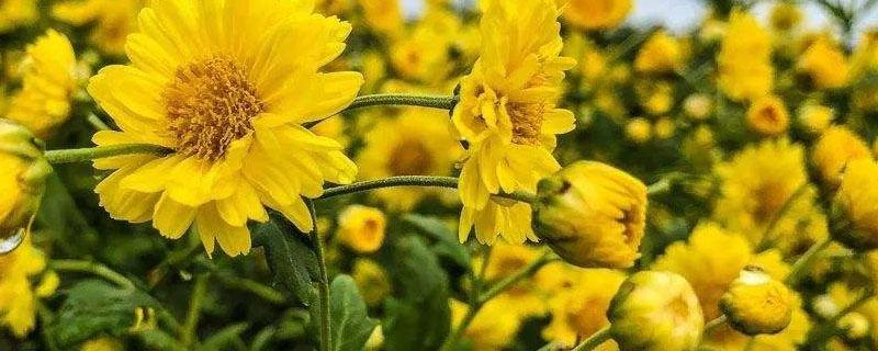 菊花地除草用什么除草剂?