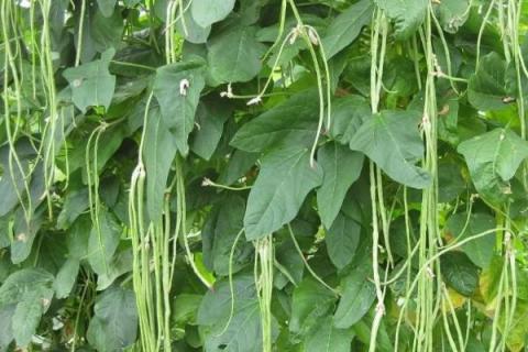 豆角施肥正确方法 豆角怎样追肥