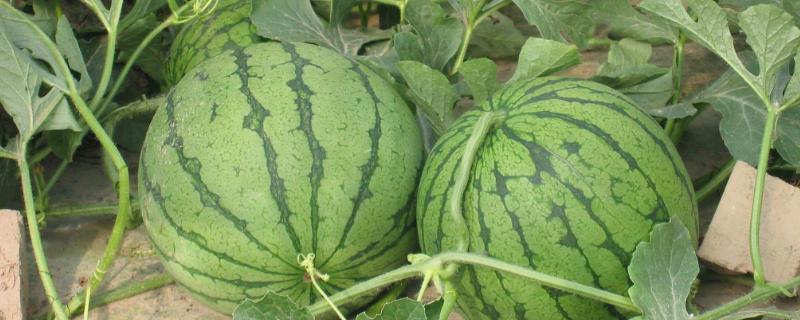 西瓜烂果是什么原因 西瓜烂果是什么原因怎么治疗