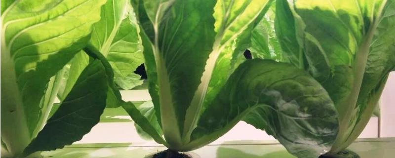 家庭无土栽培蔬菜（家庭无土栽培蔬菜视频）