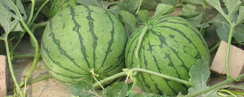 西瓜坐果灵的使用方法 西瓜坐果灵在什么时候喷洒