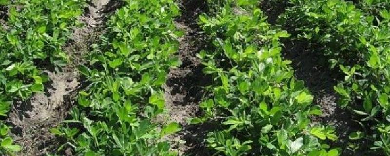 花生打顶摘心时间步骤 花生什么时候摘顶