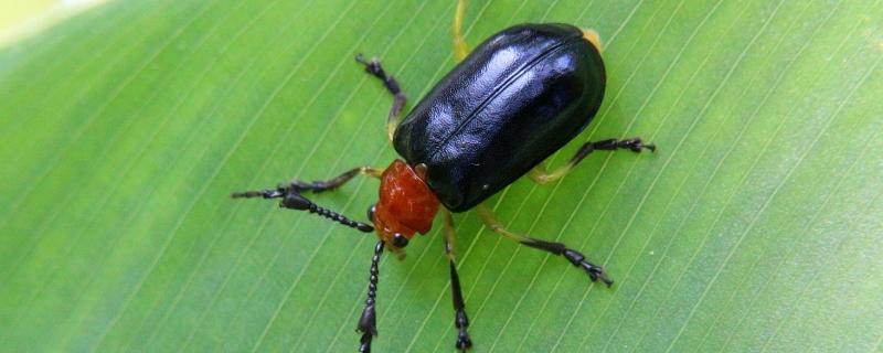 水稻负泥虫的危害及防治（水稻 虫害）