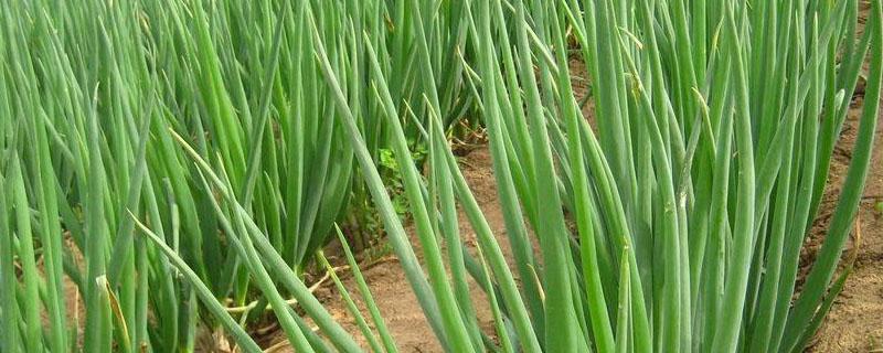 葱有白斑用什么农药? 葱有黄斑用什么农药