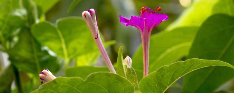 地雷花的种植方法和注意事项 地雷花怎么养护