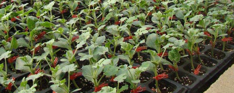 西瓜打什么药苗最壮（西瓜小苗打什么药）