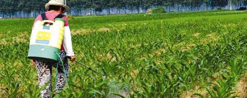 叶面喷施尿素几天见效（叶面肥喷施后几天见效）