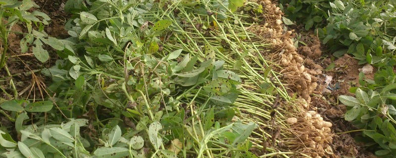 花生害虫用什么药杀虫 花生用什么农药杀虫