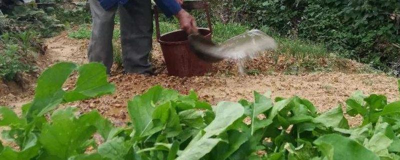 下雨天可以给蔬菜施肥吗 阴雨天可以给蔬菜施肥吗