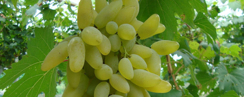 金手指葡萄膨大剂配方 金手指葡萄专用膨大剂