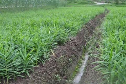 姜怎么种植才能高产