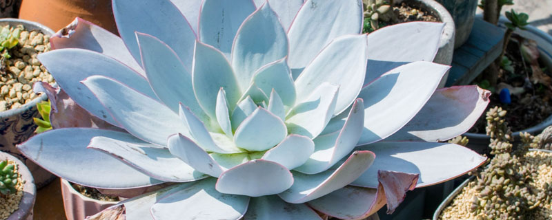 小白药是不是吡虫啉