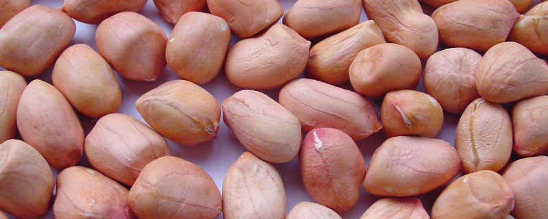 花生种植前种子需要浸泡吗 花生种子浸泡24小时还能种吗