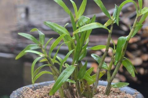 石斛苗怎么吃 石斛苗怎么吃效果最好