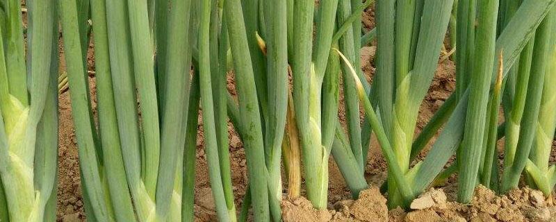 大葱移栽时为什么要剪根 栽大葱用剪须根吗