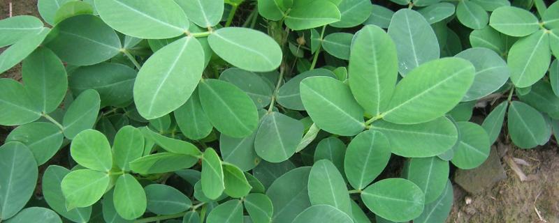 花生控旺技巧 花生控旺方法