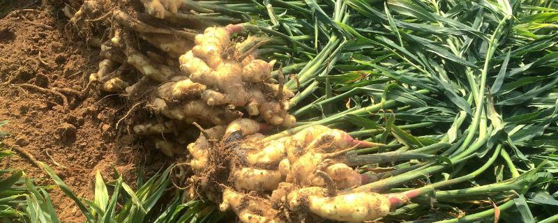 种姜用什么肥料最高产 生姜用什么肥料产量最高