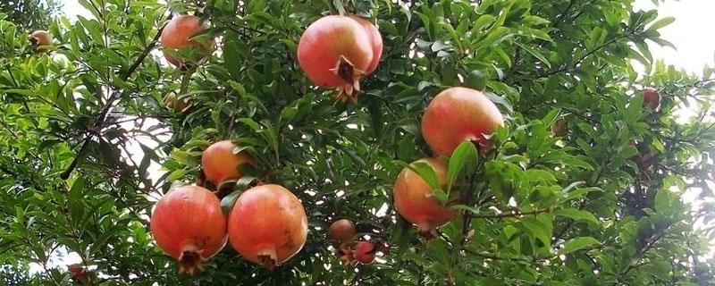 石榴树苗栽培技术 石榴树苗怎么栽