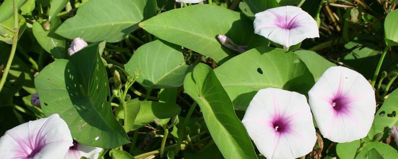 空心菜打农药吗（空心菜打了农药几天能吃）