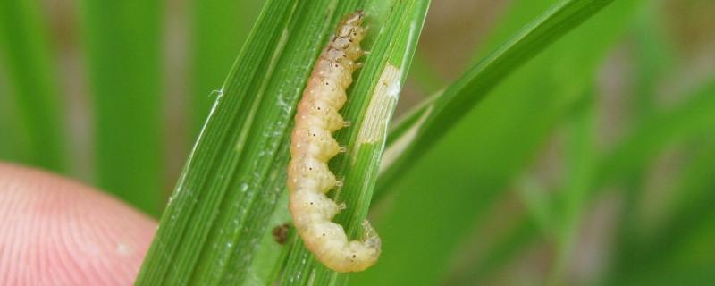 卷叶虫对水稻产量影响大吗