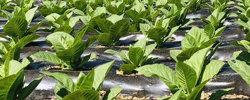 烟草施硫酸钾最佳时间（烟草硫酸钾使用方法）