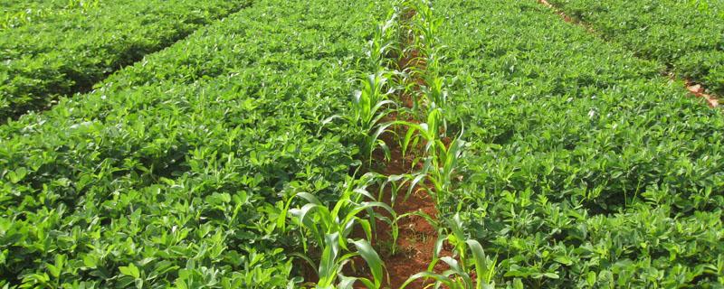 哪些蔬菜可以混种套种 蔬菜间作套种