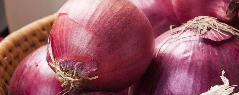 洋葱长的绿苗能吃吗（洋葱长的苗苗能吃吗）