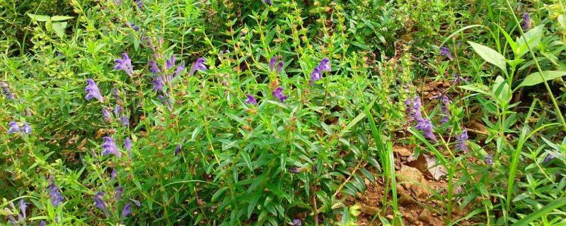 黄芩种植技术及亩收益 黄芩种植效益分析