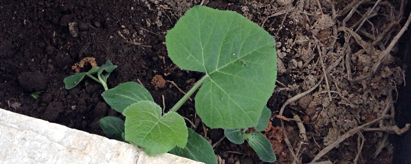 南瓜苗几叶可以移栽 南瓜苗怎么栽种