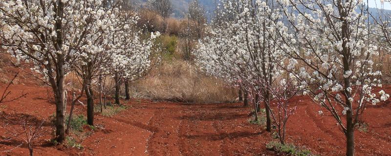 梨树用什么复合肥 梨树施肥用什么肥料
