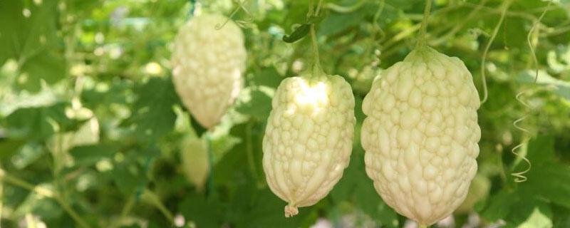 苹果苦瓜适合哪里种植（苹果苦瓜适合在北方种植吗）