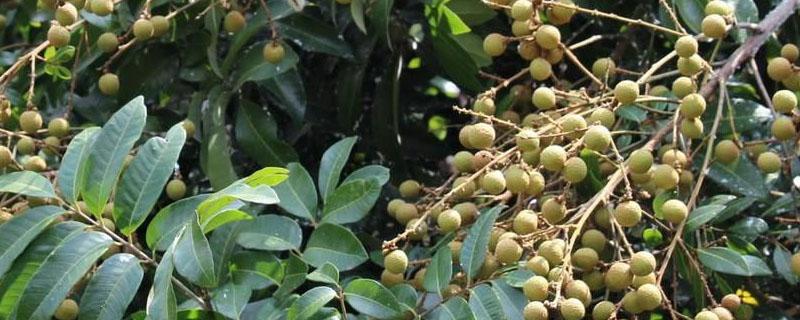 龙眼结果后喷什么农药 龙眼结果后喷什么农药增大