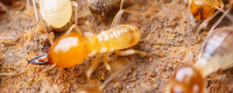 白蚂蚁防治用什么药（白蚂蚁的防治）
