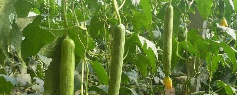 丝瓜光长秧不结瓜怎么办（丝瓜光长秧不结果是怎么回事）