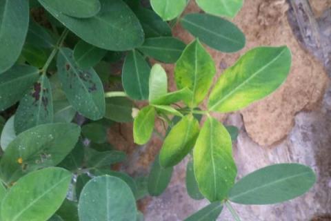 花生卷叶病用什么农药治疗（花生花叶病用什么农药）