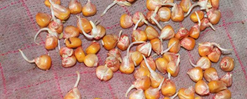 玉米催芽方法(玉米催芽方法步骤)