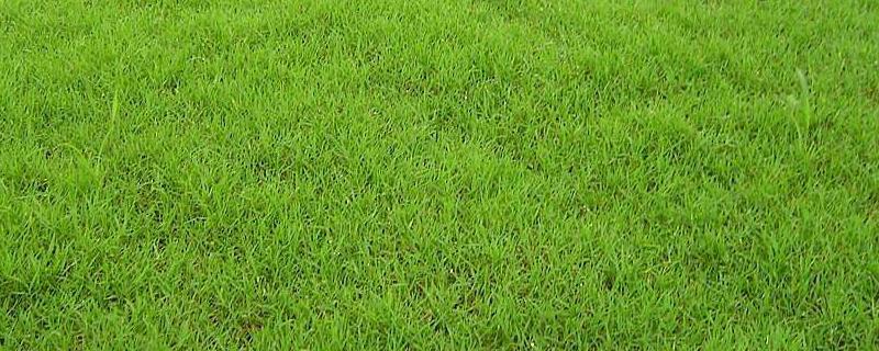 果岭草种子种植方法要点(果岭草种子什么样子)