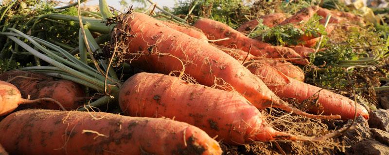 胡萝卜最晚种植时间 胡萝卜最晚种植时间北方