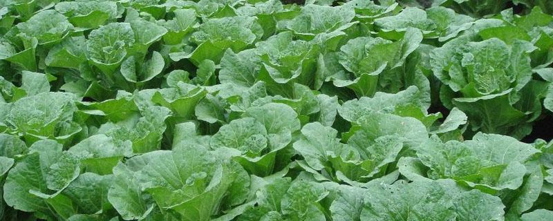 呲虫啉能治白菜上的小白虫 白菜能用吡虫啉吗