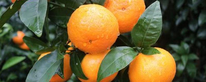 沃柑在湖南可以种植吗 沃柑在湖北宜昌能种植吗